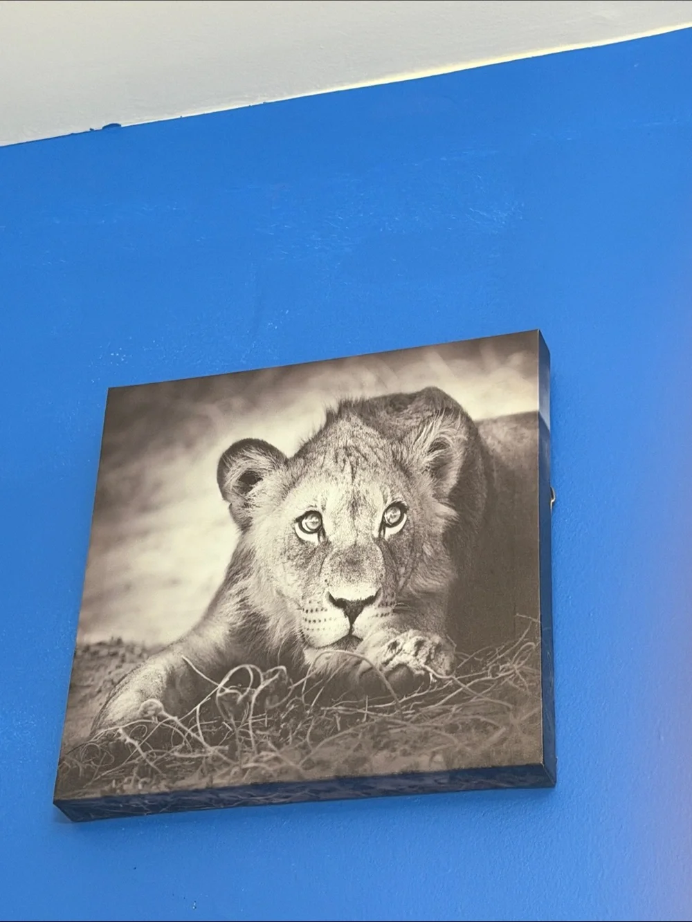 Canvas Wall Art - Black & White Lion Portrait